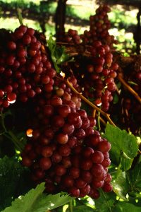 800px-Flame_seedless_grapes