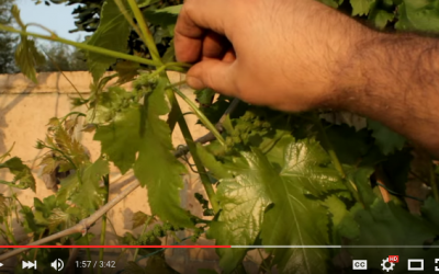 How to Grow Large Flame Seedless Grapes